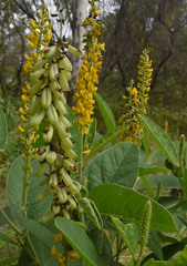 Crotalaria mitchellii