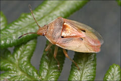 Eupolemus insularis