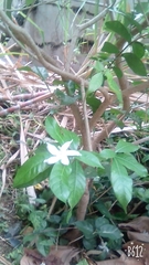 Tabernaemontana divaricata