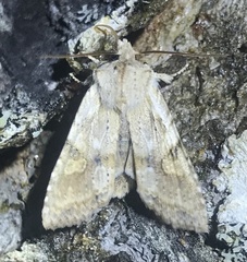 Lithophane bethunei