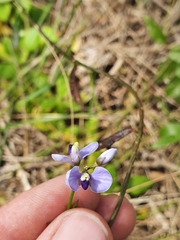Comesperma volubile