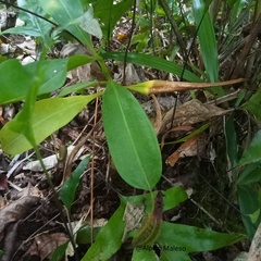 Nepenthes maxima