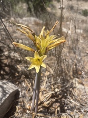 Zephyranthes advena