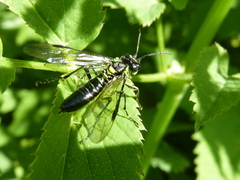 Tenthredo mesomela