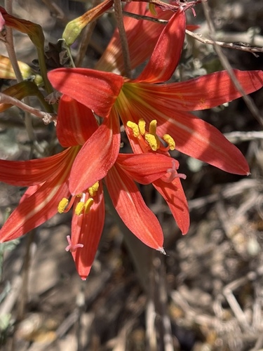 Rhodophiala tiltilensis