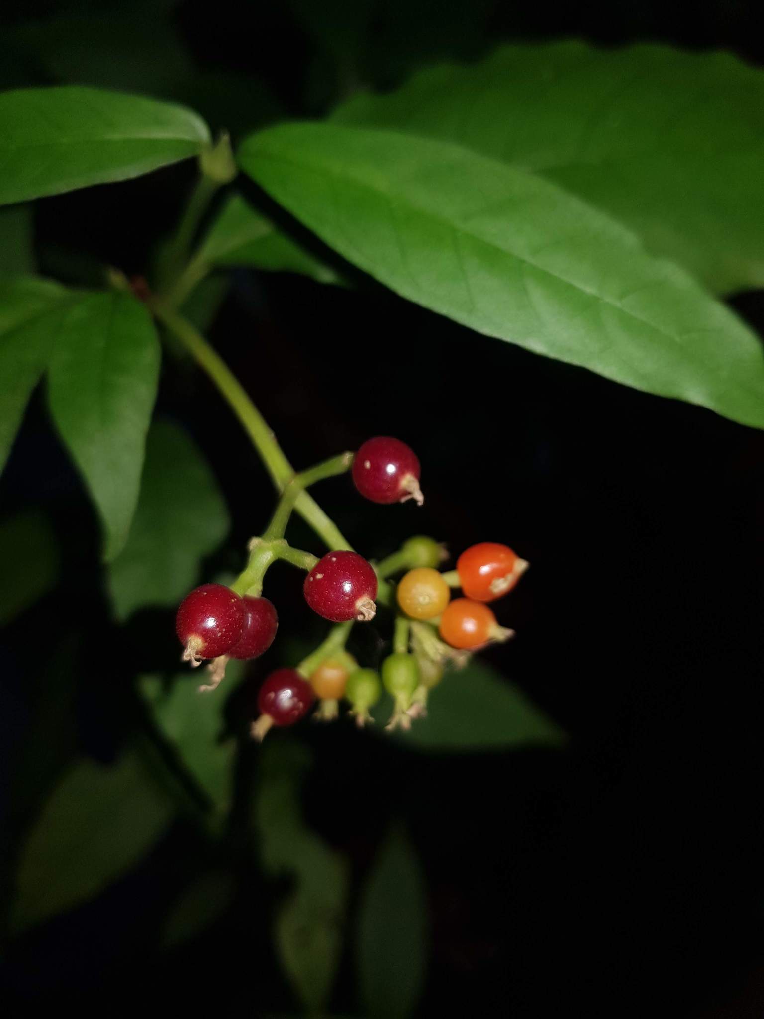 Psychotria horizontalis