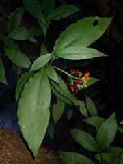 Psychotria horizontalis