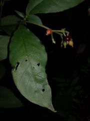 Psychotria horizontalis