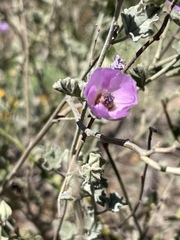 Sphaeralcea obtusiloba
