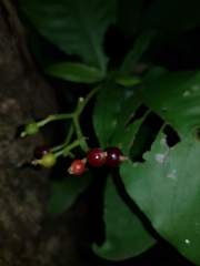 Psychotria horizontalis