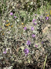 Sphaeralcea obtusiloba