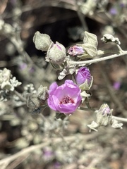 Sphaeralcea obtusiloba