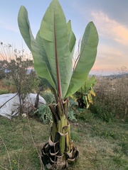 Ensete