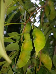 Lonchocarpus parviflorus