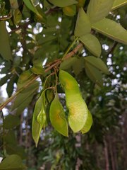 Lonchocarpus parviflorus