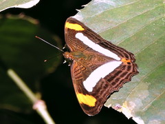 Adelpha iphicleola iphicleola