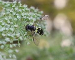 Melangyna fisherii