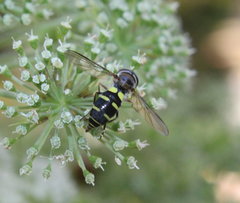 Melangyna fisherii