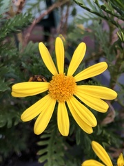 Euryops chrysanthemoides