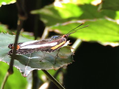 Adelpha iphicleola iphicleola