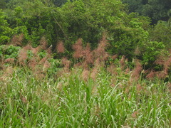 Miscanthus floridulus
