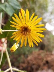 Munnozia senecionidis