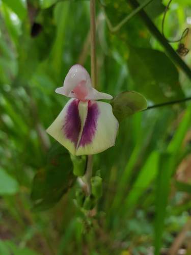 Canavalia bicarinata