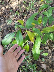 Sideroxylon lycioides