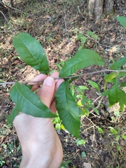 Sideroxylon lycioides