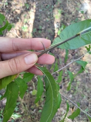 Sideroxylon lycioides