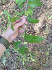 Sideroxylon lycioides