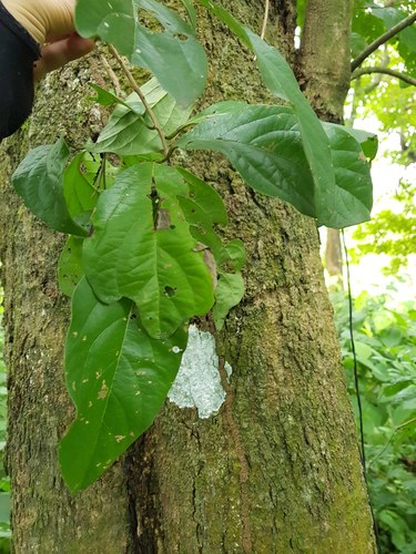 Cordia collococca image