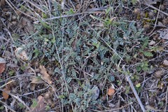 Astragalus monspessulanus