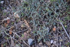 Astragalus monspessulanus