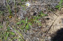 Brachyscome sinclairii