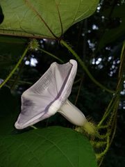 Ipomoea setosa