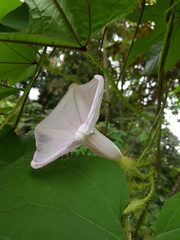 Ipomoea setosa