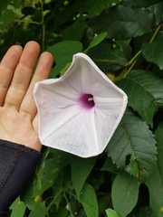 Ipomoea setosa