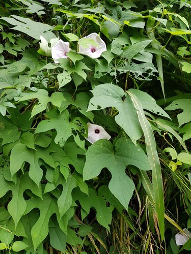 Ipomoea setosa image