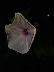 Ipomoea setosa