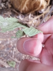 Coleoptera