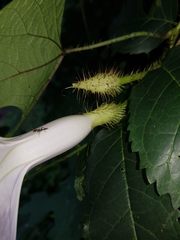 Ipomoea setosa