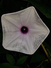 Ipomoea setosa