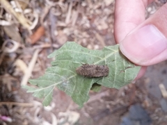 Coleoptera