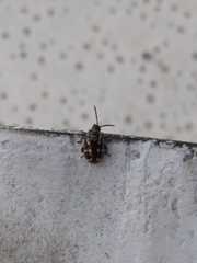 Kuschelina mathematica