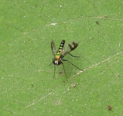 Condylostylus quadricolor