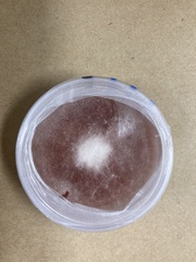 Fusarium oxysporum