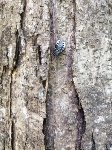 Japanese Assassin Bug