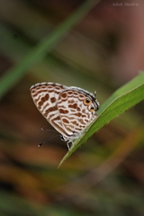 Leptotes plinius