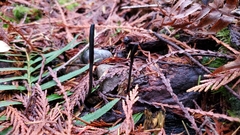 Geoglossum fallax